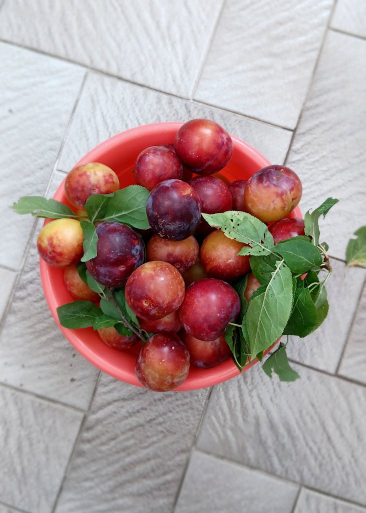 Vue de dessus de prunes mûres et de feuilles vertes dans un bol rouge sur un sol carrelé.